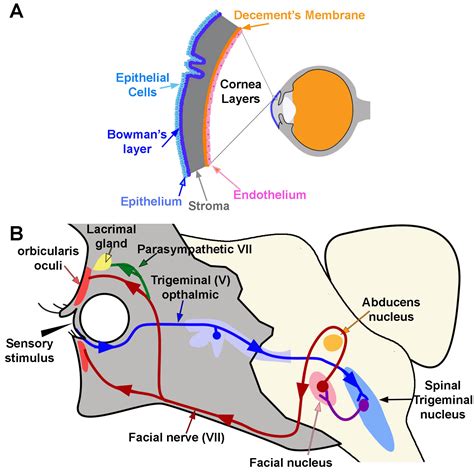 Corneal Reflex .